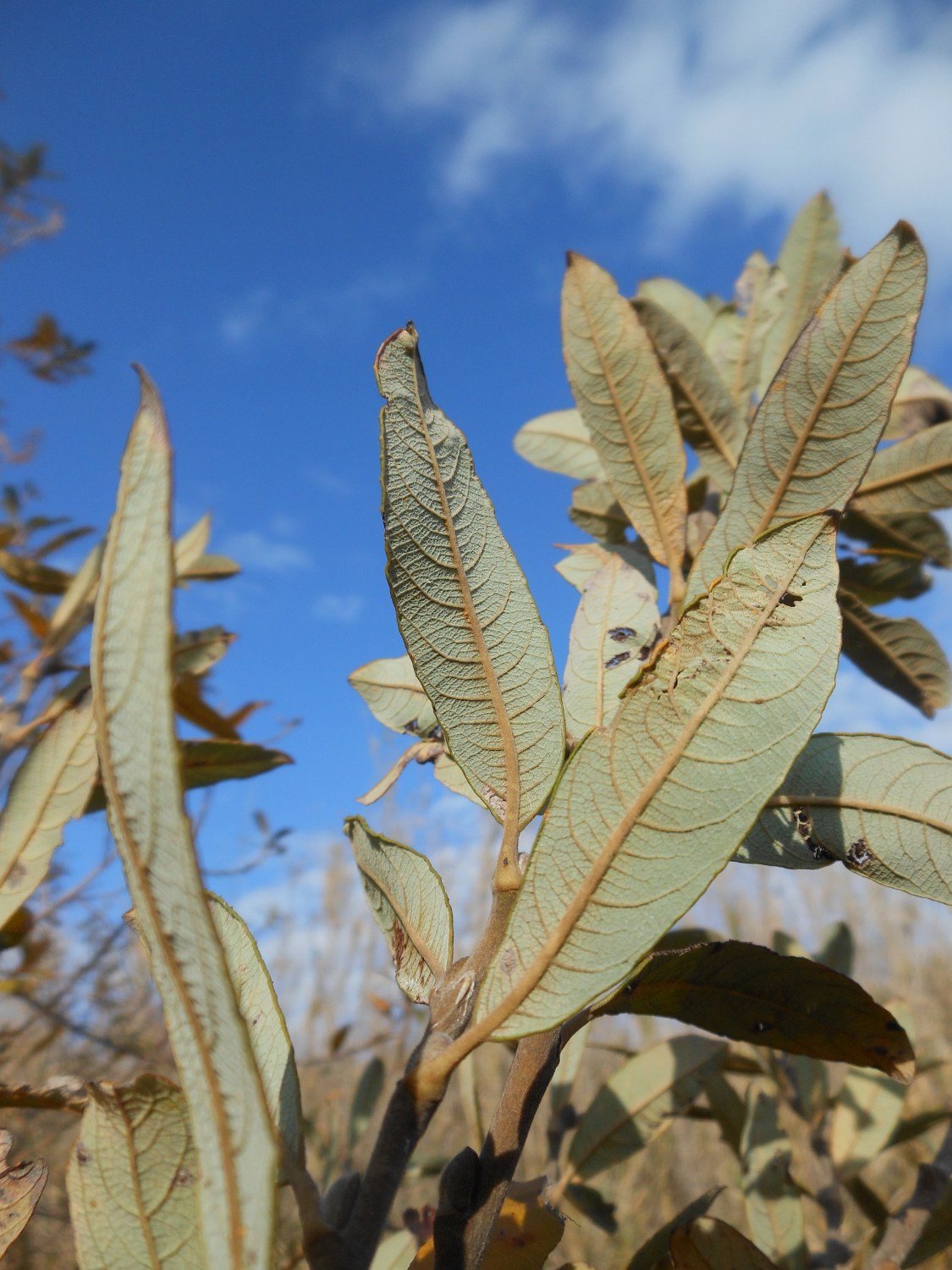 Salix atrocinerea / Salice di Gallura